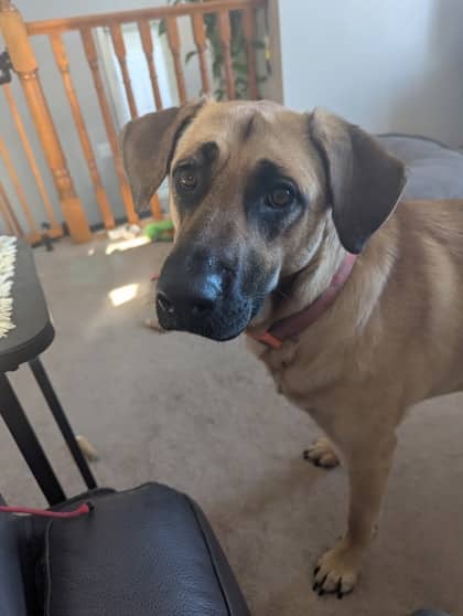 Meet
Nala - German Shepherd/Mix available for adoption