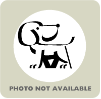 Pumpkin - Medium Mixed Breed available for adoption