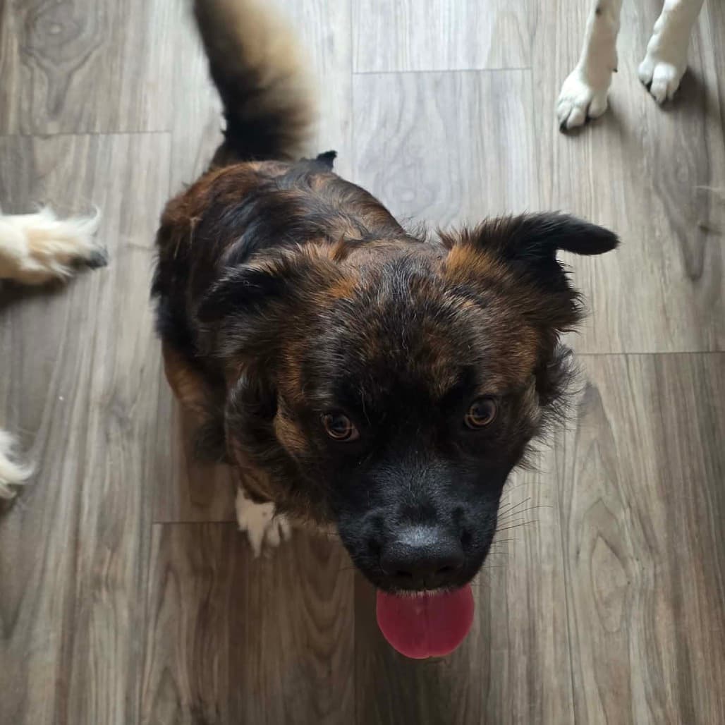 Billy - Mixed Breed available for adoption in Calgary