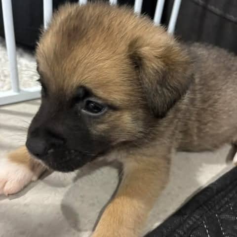 Grogu - Mixed Breed available for adoption