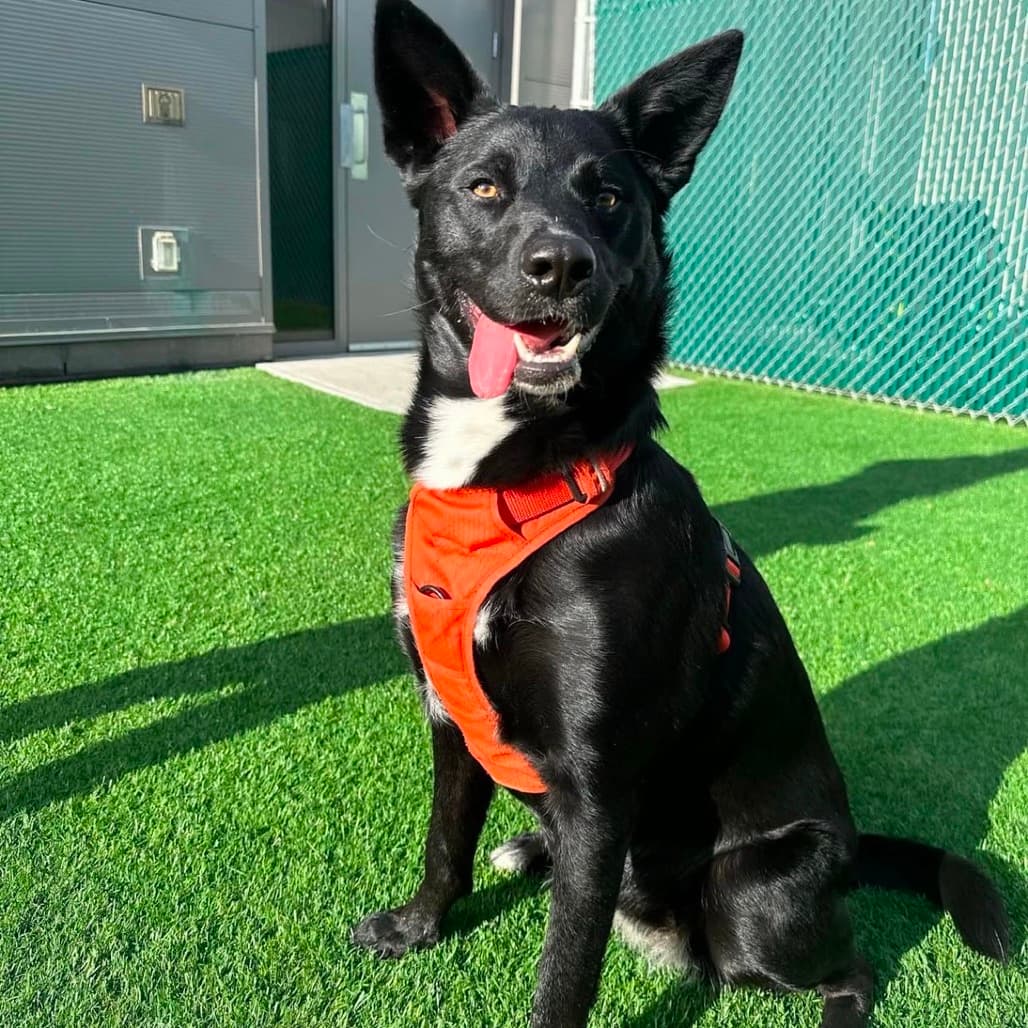 Animal Details - Mixed Breed available for adoption in Calgary