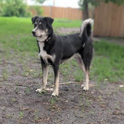 Watt - Mixed Breed available for adoption