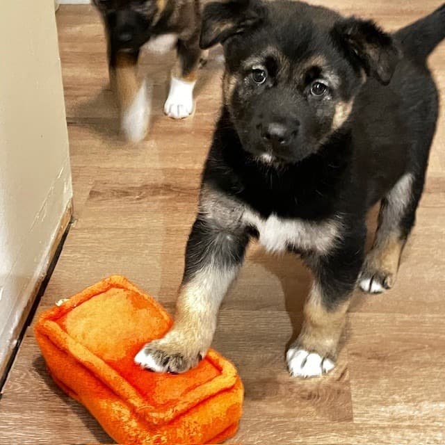 Greta - Mixed Breed available for adoption in Calgary