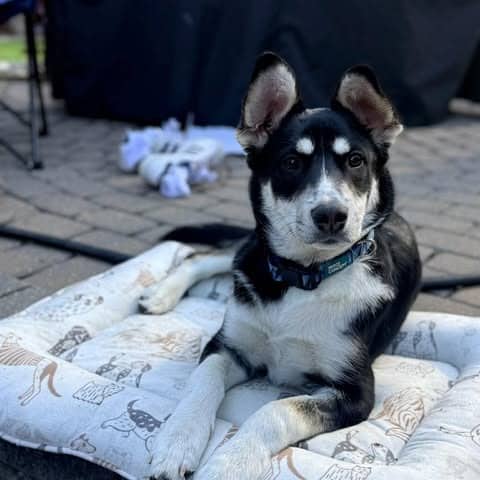 Spark - Mixed Breed available for adoption