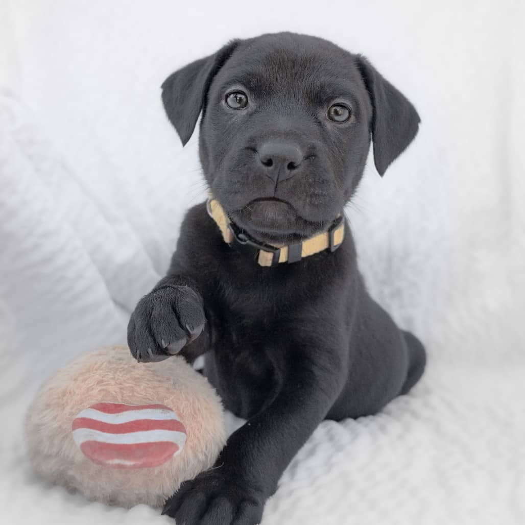 Almond - Mixed Breed available for adoption