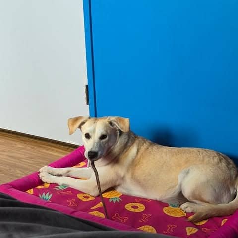 Momma Sophie - Mixed Breed available for adoption
