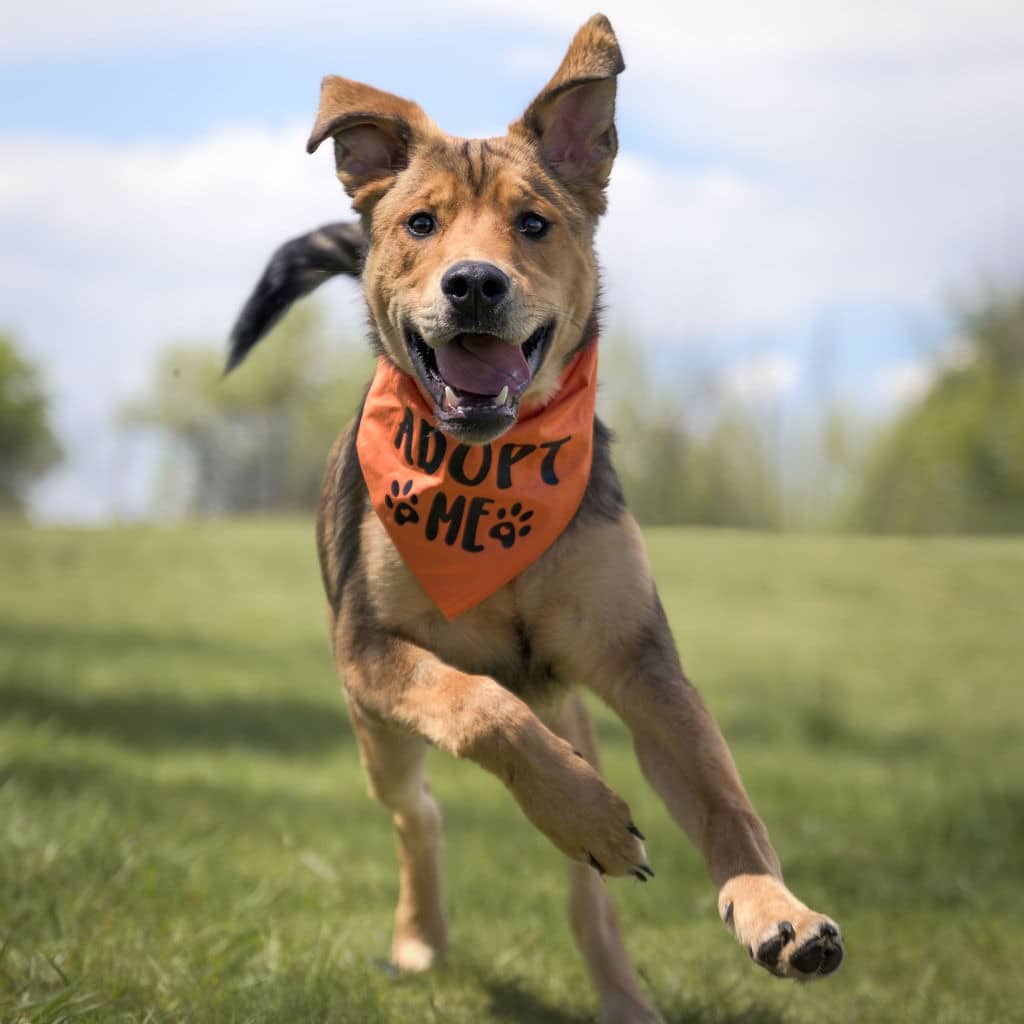 Peridot - Mixed Breed available for adoption