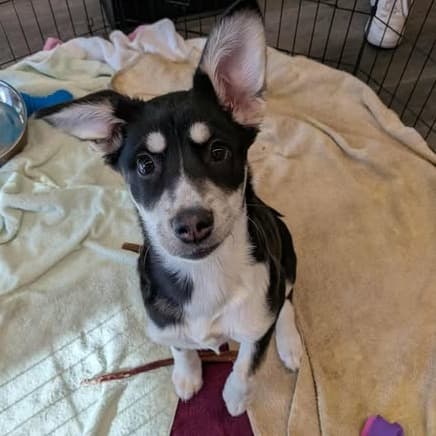 Spark - Mixed Breed available for adoption in Calgary