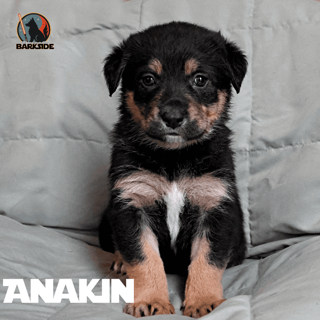 Anakin - Mixed Breed available for adoption
