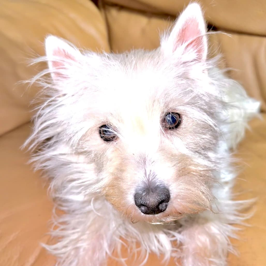 Luna Lovegood - Mixed Breed available for adoption in Calgary