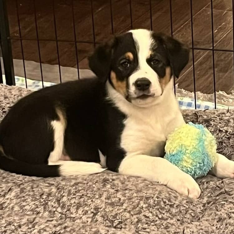 Leia - Mixed Breed available for adoption