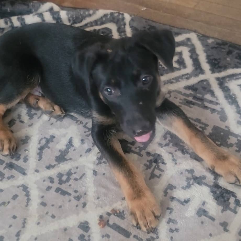Reggie - Mixed Breed available for adoption
