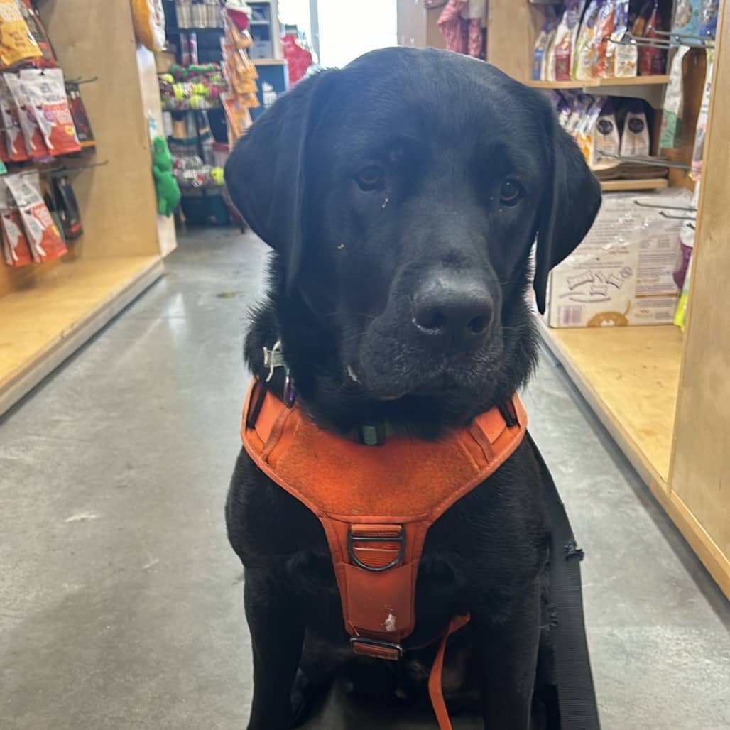 Animal Details - Mixed Breed available for adoption
