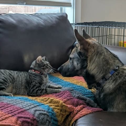 Momma Heidi - Mixed Breed available for adoption in Calgary