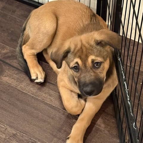 Ashoka - Mixed Breed available for adoption