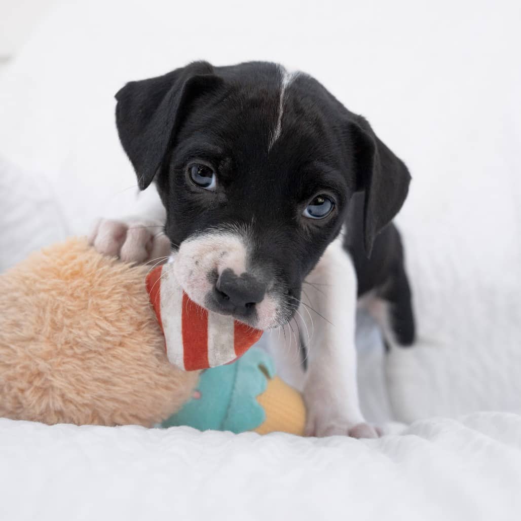 Donut - Mixed Breed available for adoption