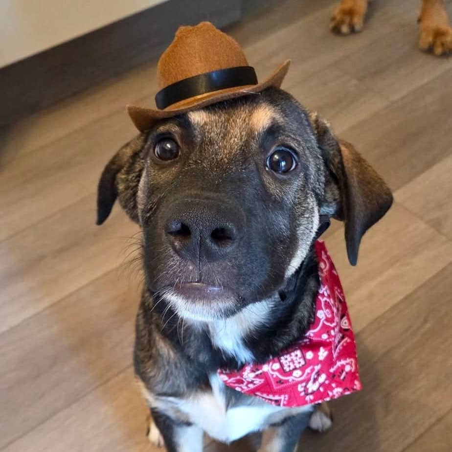 Han Solo - Mixed Breed available for adoption