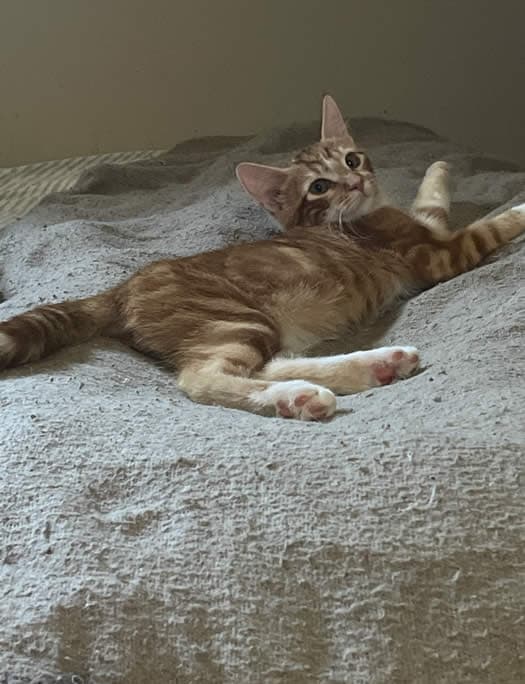 Brazil - Tabby available for adoption