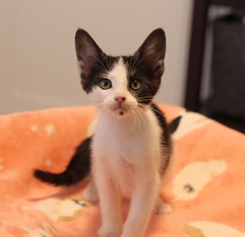 Riley - Domestic Shorthair available for adoption