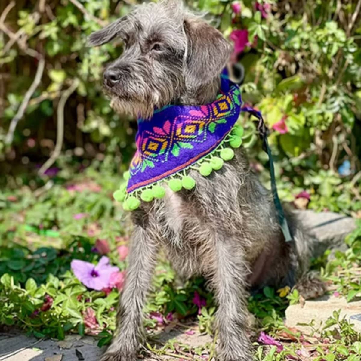 Siri - Wirehaired Terrier available for adoption