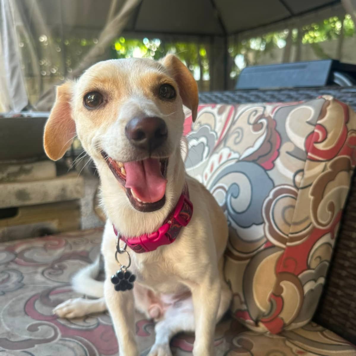Janeth - Chihuahua available for adoption