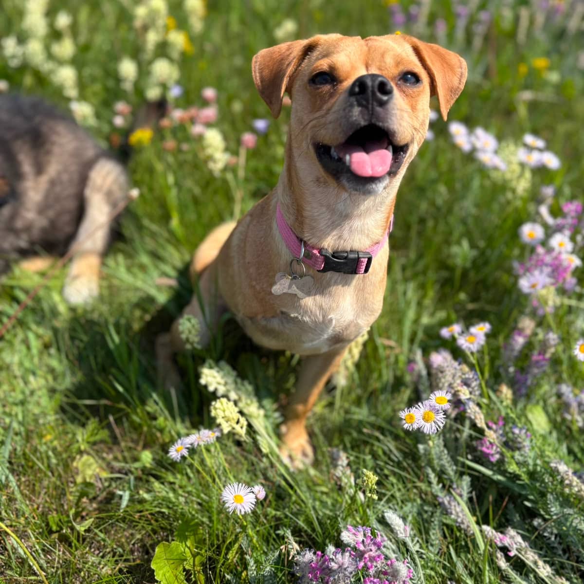 Stewie - Pug Mix available for adoption