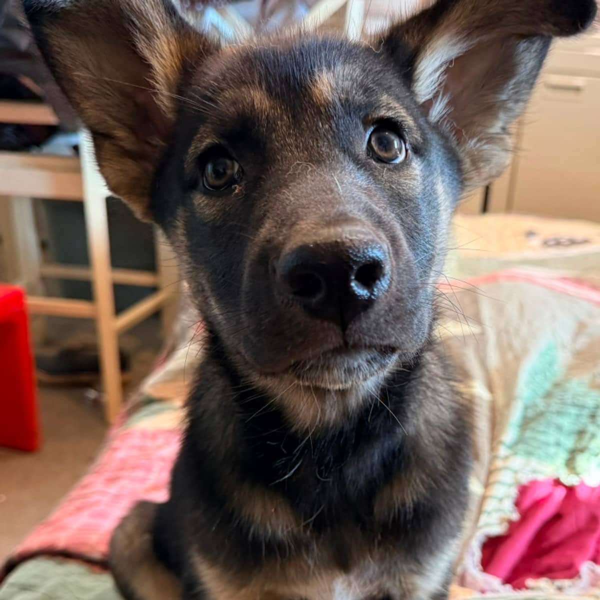Poppy - Shepherd available for adoption