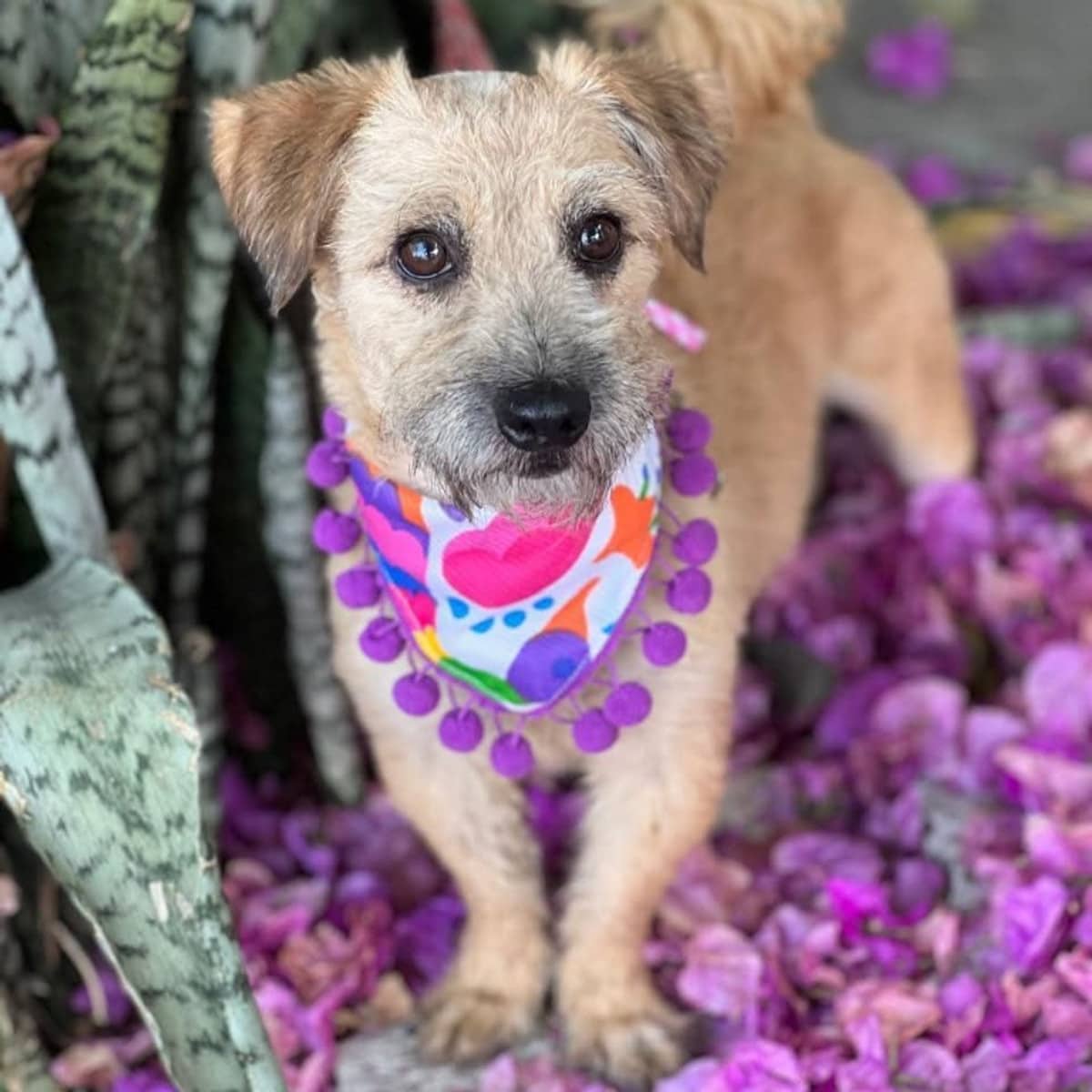 Jethro - Schnnauzer available for adoption