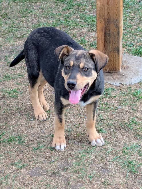 Lynx - Mixed Breed available for adoption