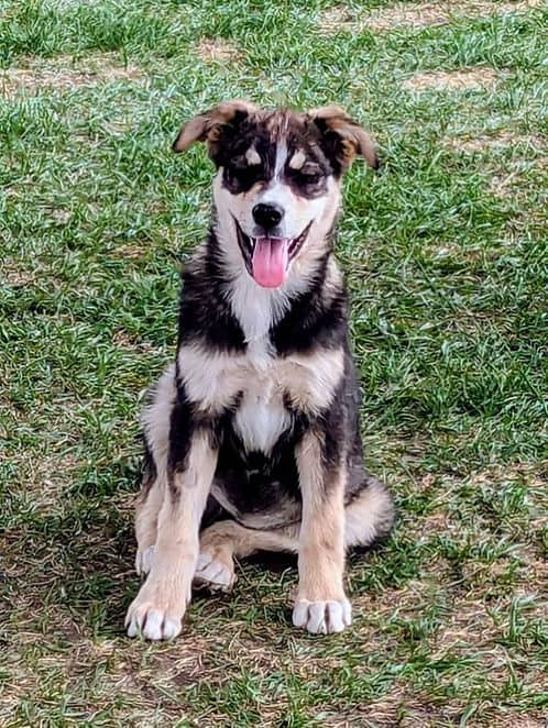 Mink - Husky available for adoption