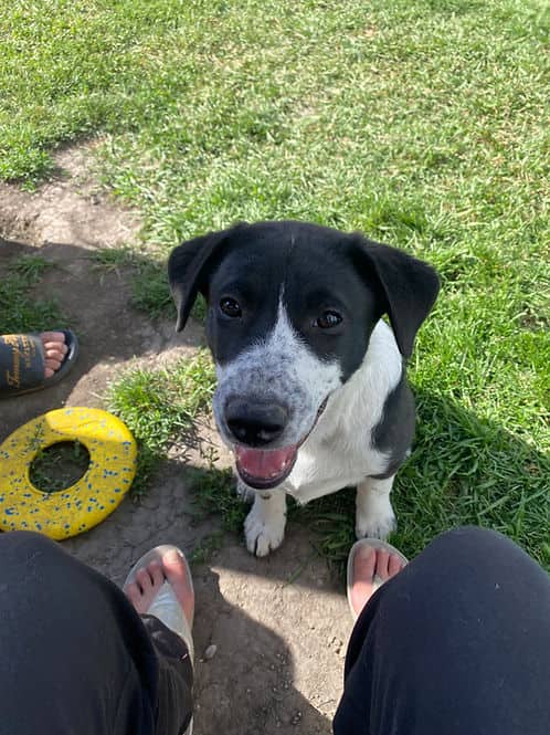 Yuri - Mixed Breed available for adoption