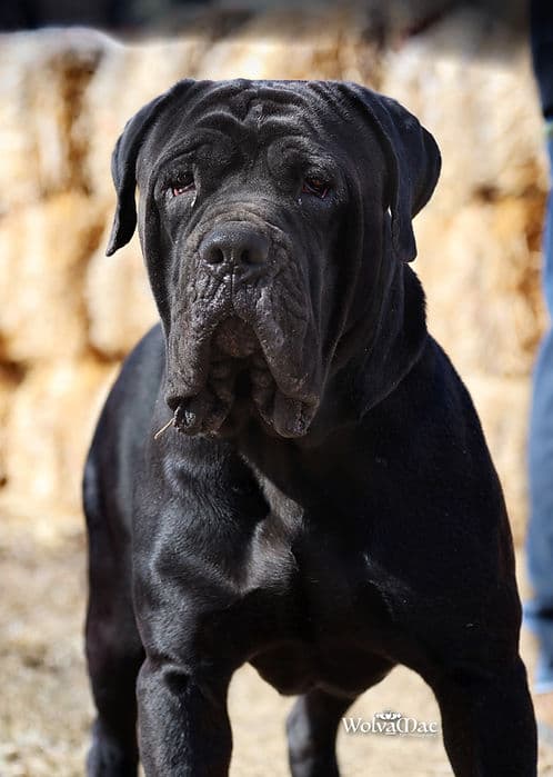 Klein - Cane Corso available for adoption in Calgary