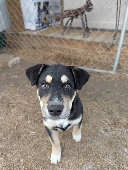 Scully - Mixed Breed available for adoption in Calgary
