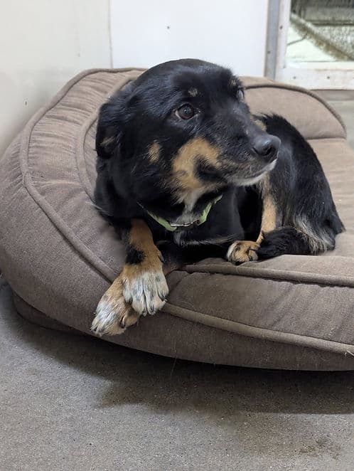 Squeak - Mixed Breed available for adoption in Calgary