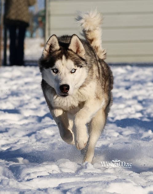 Percy - Typical Husky available for adoption in Calgary