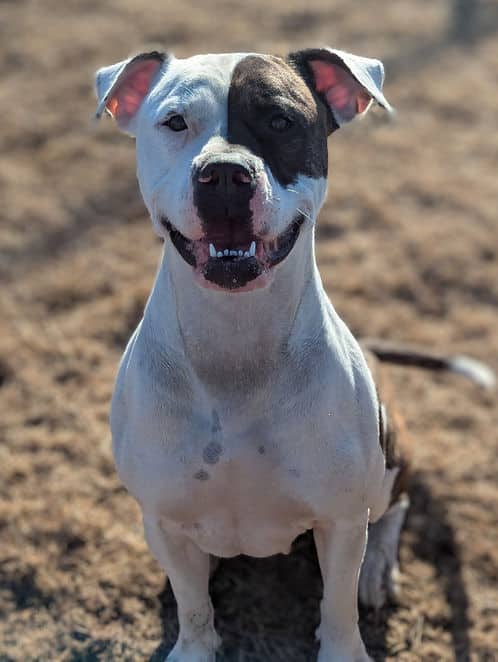 Vada - Boxer available for adoption