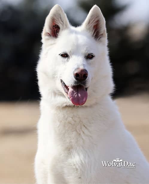 Cybil - Husky available for adoption