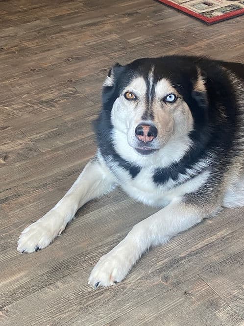 Alina - Hard No To Cats available for adoption in Calgary