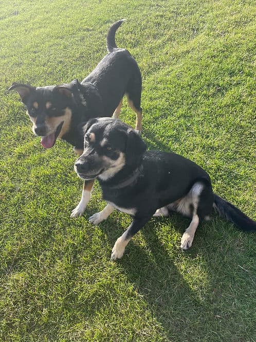 Trixie & Chloe - Mixed Breed available for adoption in Calgary