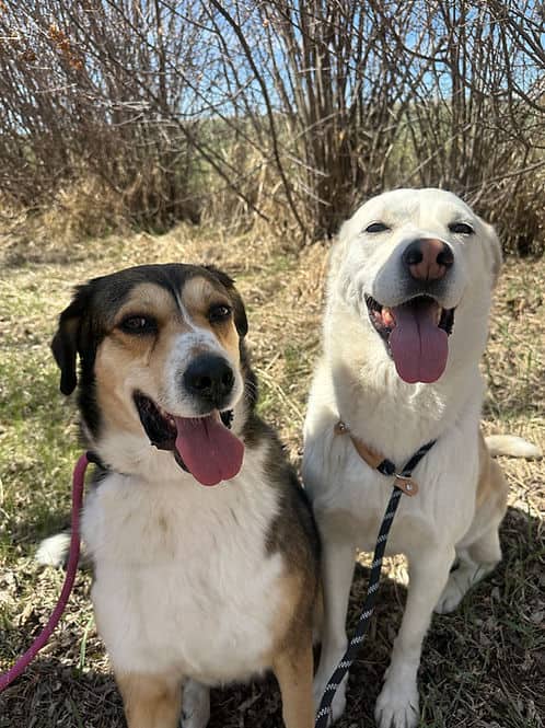 Ann & Nancy Heart - Mixed Breed available for adoption