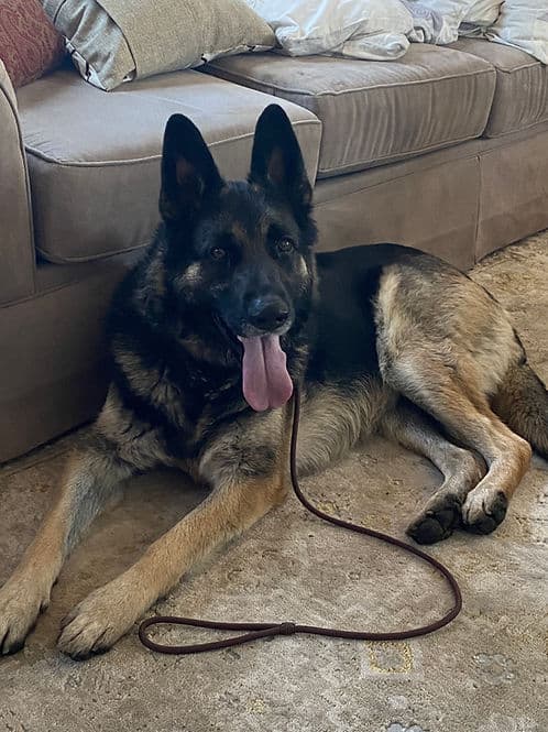 Darcy - Knowledge available for adoption in Calgary