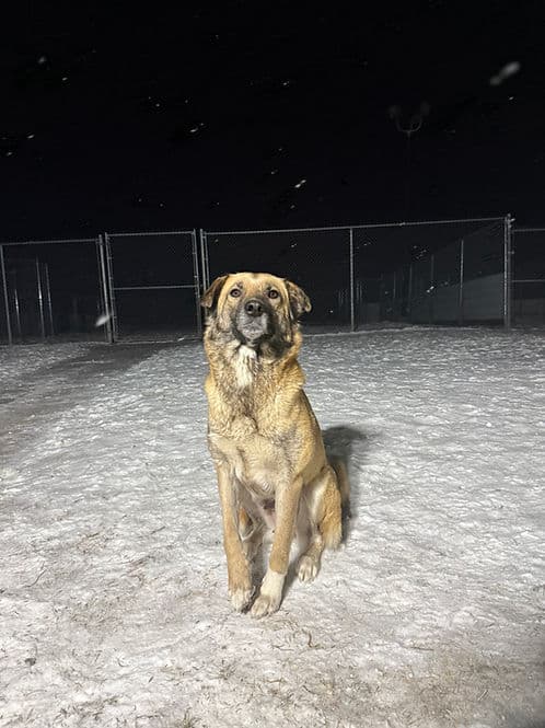 Edie - Collie available for adoption in Calgary