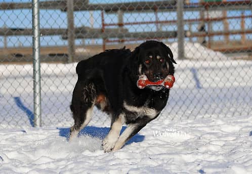 Disco - Mixed Breed available for adoption