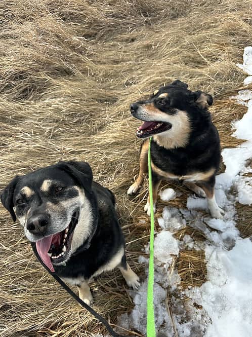 Trixie & Chloe - Mixed Breed available for adoption