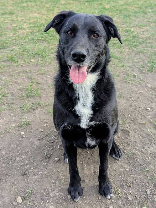 Stormi - Mixed Breed available for adoption