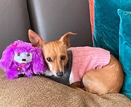 Ale - Chihuahua mix available for adoption