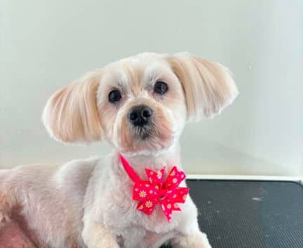 Shilo - Havanese mix available for adoption