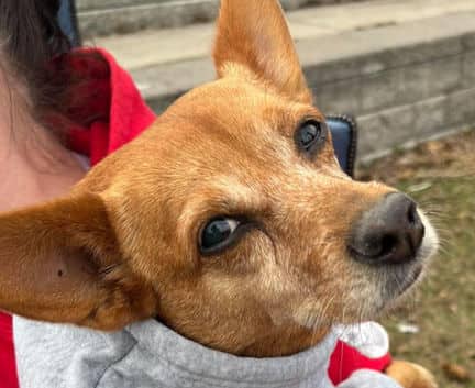 Canela - Chihuahua mix available for adoption