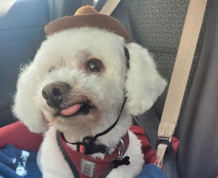 Nelly - Maltese mix available for adoption