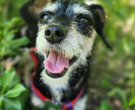 Tiara - Terrier mix available for adoption